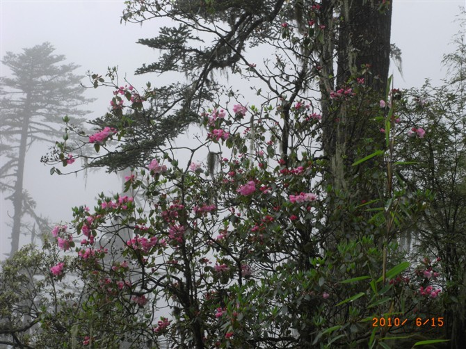 1526973011292142.jpg 1 (11).jpg