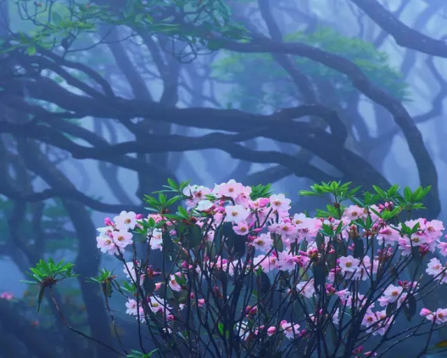 1526974964399722.jpg 1 (3).jpg